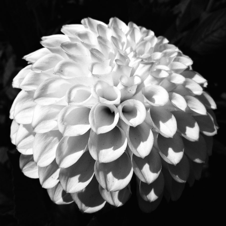 Dahlia